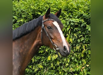 Deutsches Reitpferd, Stute, 9 Jahre, 163 cm, Dunkelbrauner