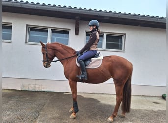Deutsches Reitpferd, Stute, 9 Jahre, 165 cm, Fuchs