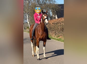 Deutsches Reitpferd, Stute, 9 Jahre, 165 cm, Schecke