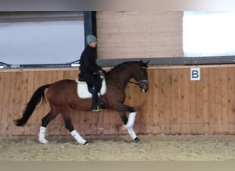 Deutsches Reitpferd, Stute, 9 Jahre, 167 cm, Brauner