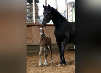 Deutsches Reitpferd, Stute, 9 Jahre, 167 cm, Rappe