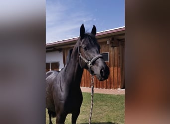 Deutsches Reitpferd, Stute, 9 Jahre, 167 cm, Rappe