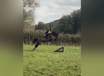 Deutsches Reitpferd, Stute, 9 Jahre, 168 cm, Brauner