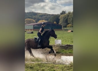 Deutsches Reitpferd, Stute, 9 Jahre, 168 cm, Brauner