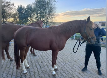 Deutsches Reitpferd, Stute, 9 Jahre, 168 cm, Fuchs