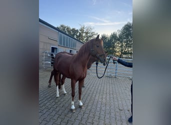 Deutsches Reitpferd, Stute, 9 Jahre, 168 cm, Fuchs