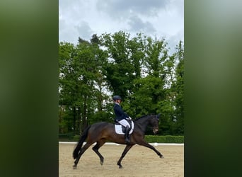 Deutsches Reitpferd, Stute, 9 Jahre, 170 cm, Dunkelbrauner