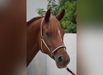 Deutsches Reitpferd, Stute, 9 Jahre, 170 cm, Fuchs