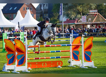 Deutsches Reitpferd, Stute, 9 Jahre, 170 cm, Schimmel