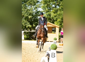 Deutsches Reitpferd, Stute, 9 Jahre, Brauner