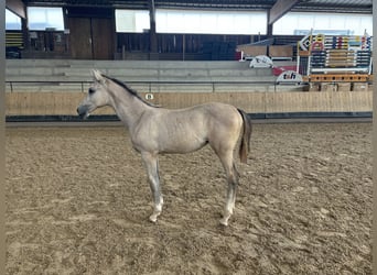 Deutsches Reitpferd, Stute, Fohlen (03/2024), 123 cm, White