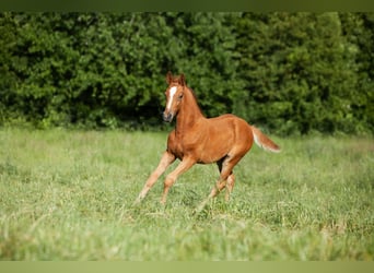 Deutsches Reitpferd Mix, Stute, , 165 cm, Fuchs