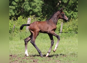 Deutsches Reitpferd, Stute, Fohlen (05/2024), 168 cm, Dunkelbrauner