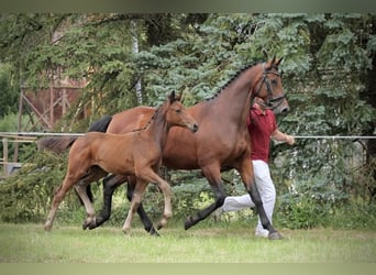 Deutsches Reitpferd, Stute, Fohlen (04/2025), 170 cm, Brauner