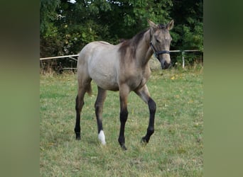 Deutsches Reitpferd, Stute, Fohlen (04/2025), 170 cm