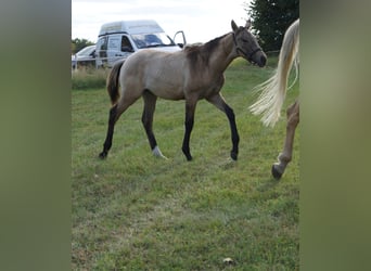 Deutsches Reitpferd, Stute, Fohlen (04/2025), 170 cm