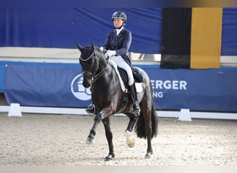 Deutsches Reitpferd, Stute, Fohlen (02/2026), 170 cm, Rappe