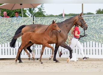 Deutsches Reitpferd, Stute, Fohlen (05/2025), Brauner
