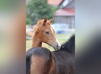 Deutsches Reitpferd, Stute, Fohlen (03/2026), Fuchs