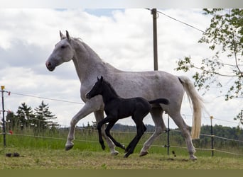 Deutsches Reitpferd, Stute, , Kann Schimmel werden