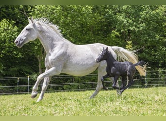 Deutsches Reitpferd, Stute, , Kann Schimmel werden