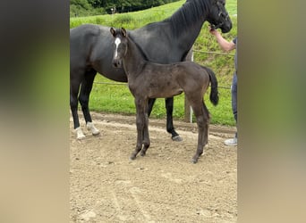 Deutsches Reitpferd, Stute, Fohlen (04/2026), Rappe