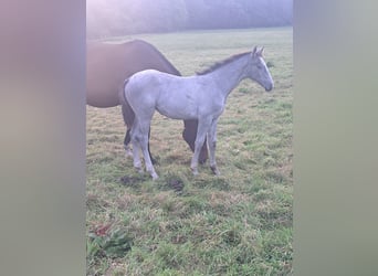 Deutsches Reitpferd, Stute, Fohlen (06/2025), Schimmel