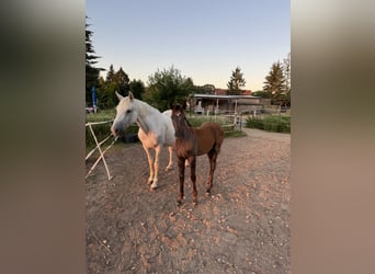 Deutsches Reitpferd, Stute, Fohlen (04/2025), Schimmel