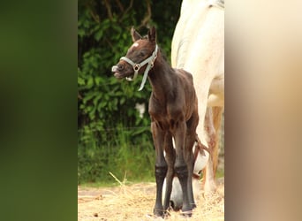 Deutsches Reitpferd, Stute, , Schimmel