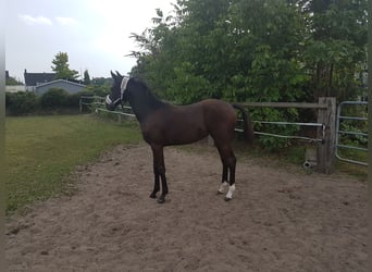Deutsches Reitpferd, Stute, Fohlen (01/2025), Schwarzbrauner