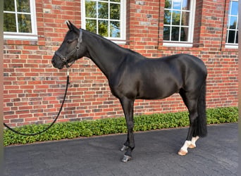 Deutsches Reitpferd, Wallach, 10 Jahre, 157 cm, Dunkelbrauner