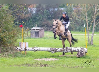 Deutsches Reitpferd, Wallach, 10 Jahre, 158 cm, Buckskin