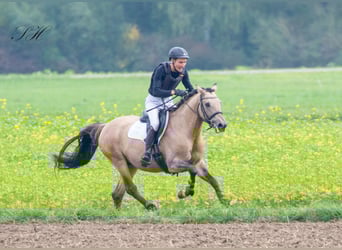 Deutsches Reitpferd, Wallach, 10 Jahre, 158 cm, Buckskin
