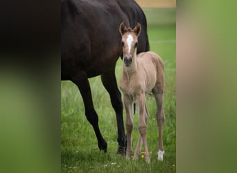Deutsches Reitpferd, Wallach, 10 Jahre, 158 cm, Buckskin