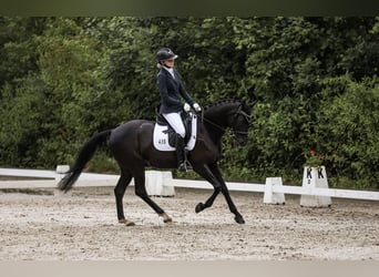 Deutsches Reitpferd, Wallach, 10 Jahre, 158 cm, Dunkelbrauner
