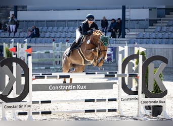 Deutsches Reitpferd, Wallach, 10 Jahre, 162 cm, Fuchs Deutsches Reitpferd, Wallach, 10 Jahre, 162 cm, Fuchs