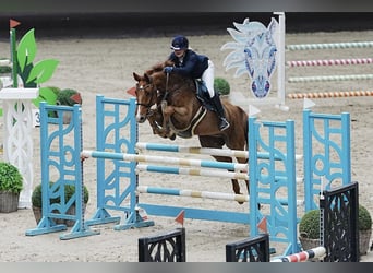 Deutsches Reitpferd, Wallach, 10 Jahre, 162 cm, Fuchs