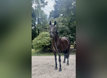 Deutsches Reitpferd, Wallach, 10 Jahre, 164 cm, Rappe