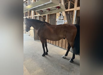 Deutsches Reitpferd, Wallach, 10 Jahre, 165 cm, Brauner