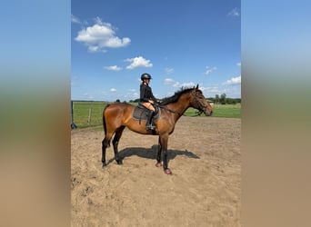 Deutsches Reitpferd, Wallach, 10 Jahre, 168 cm, Brauner
