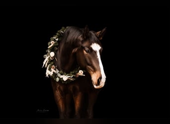Deutsches Reitpferd, Wallach, 10 Jahre, 170 cm, Dunkelbrauner