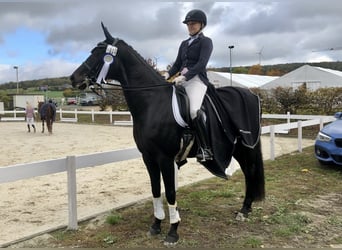 Deutsches Reitpferd, Wallach, 10 Jahre, 170 cm, Schwarzbrauner