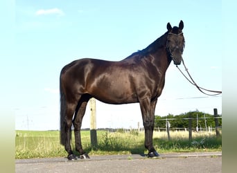 Deutsches Reitpferd, Wallach, 10 Jahre, 170 cm, Schwarzbrauner