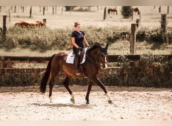 Deutsches Reitpferd, Wallach, 10 Jahre, 172 cm, Dunkelbrauner