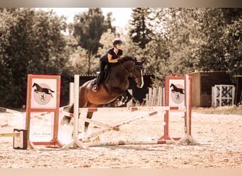 Deutsches Reitpferd, Wallach, 10 Jahre, 172 cm, Dunkelbrauner