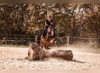 Deutsches Reitpferd, Wallach, 10 Jahre, 172 cm, Dunkelbrauner
