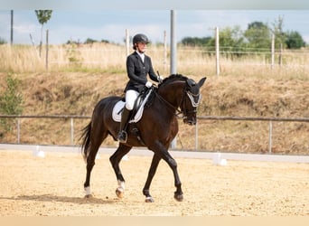 Deutsches Reitpferd, Wallach, 10 Jahre, 173 cm, Rappe