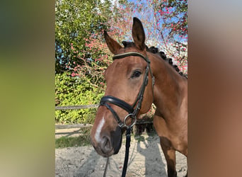 Deutsches Reitpferd, Wallach, 10 Jahre, 174 cm, Brauner