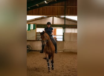Deutsches Reitpferd, Wallach, 10 Jahre, 174 cm, Brauner
