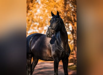 Deutsches Reitpferd, Wallach, 10 Jahre, 175 cm, Rappe